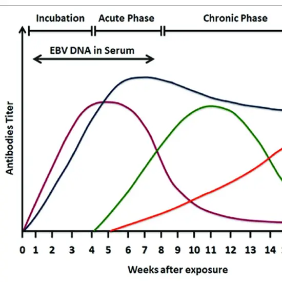 Epstein Barr Virus (EBV) Early Antigen, IgM